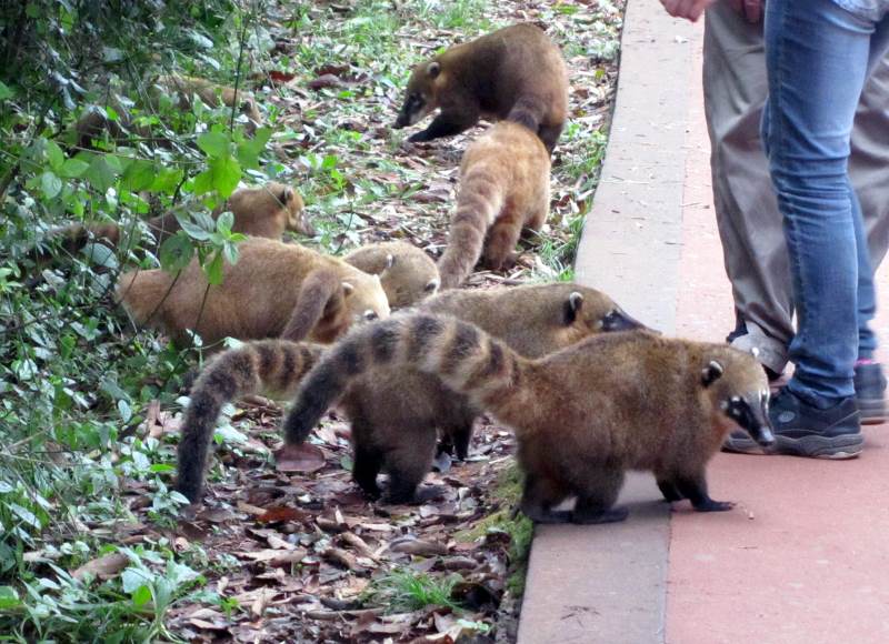 A group of coatis