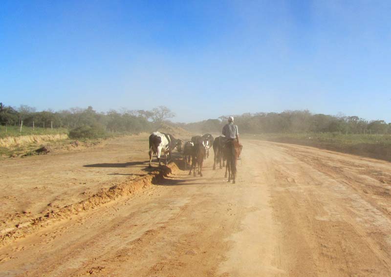 Cows being driven along a wide dusty road