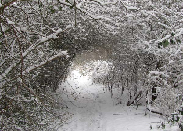 Snow-covered branches form an arch over the path