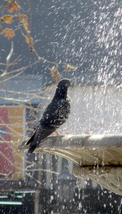 A bird perched on the edge of a fountain in sunlight