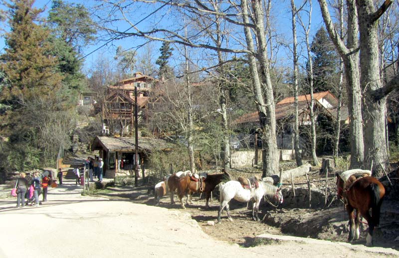 Horses tethered next to a woodland path