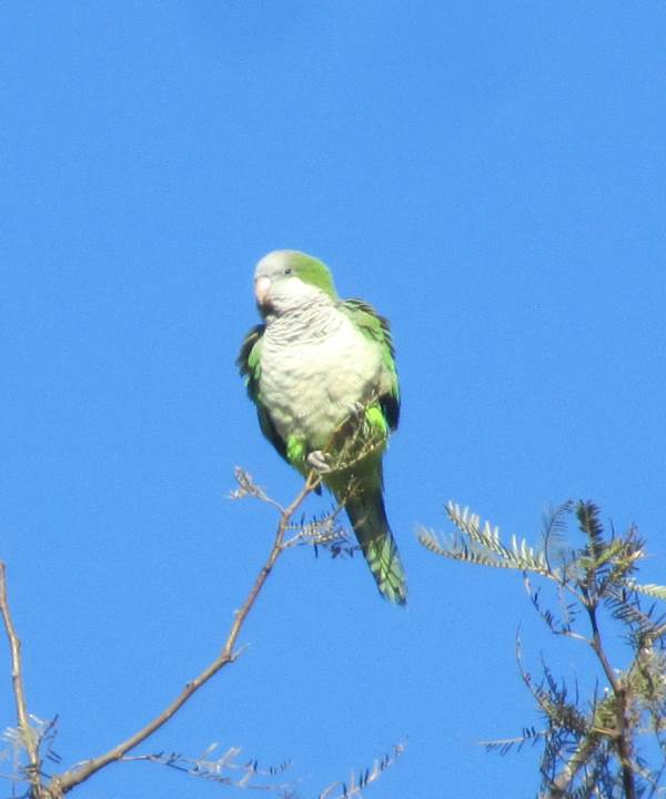 A green and white parrot