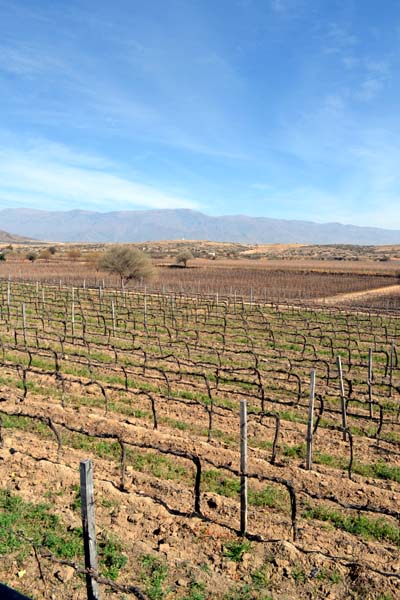 A vineyard, looking dry and barren