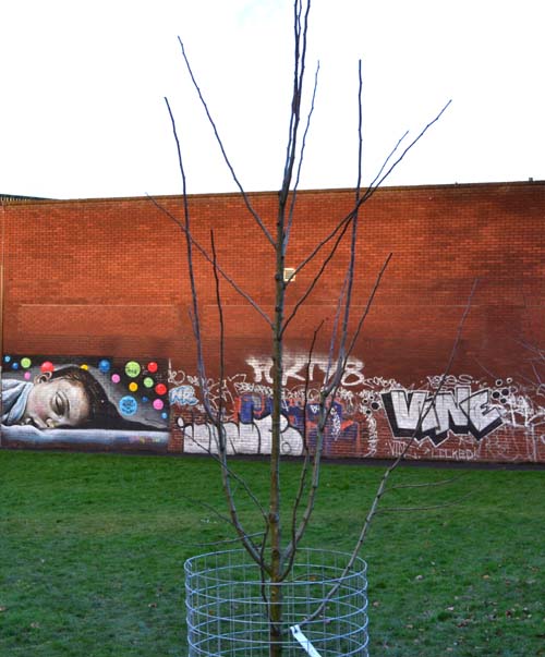 One of a line of new trees planted in Stirchley Park