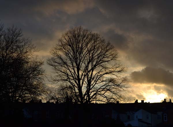 A tree silhouetted against a dramatic sky