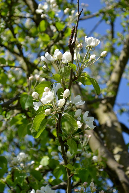 Blossom in Stirchley Park