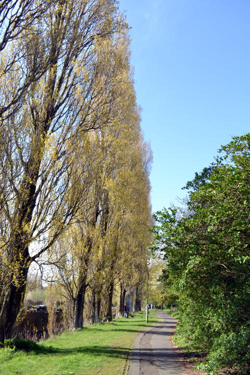 Tree-lined path