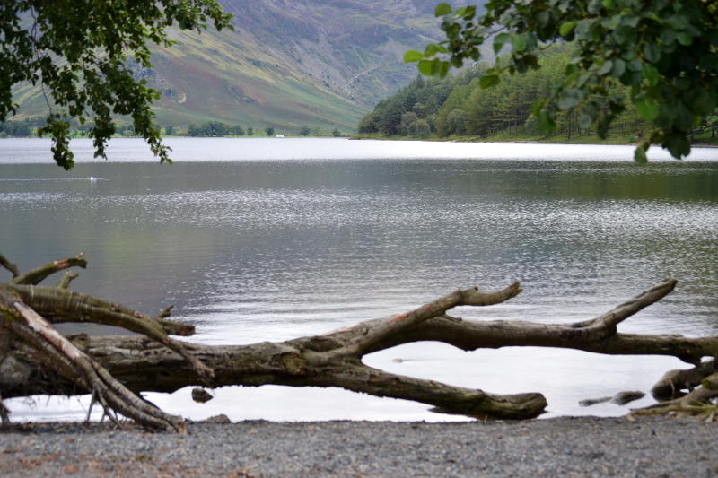 Buttermere with a fallen tree in the foreground