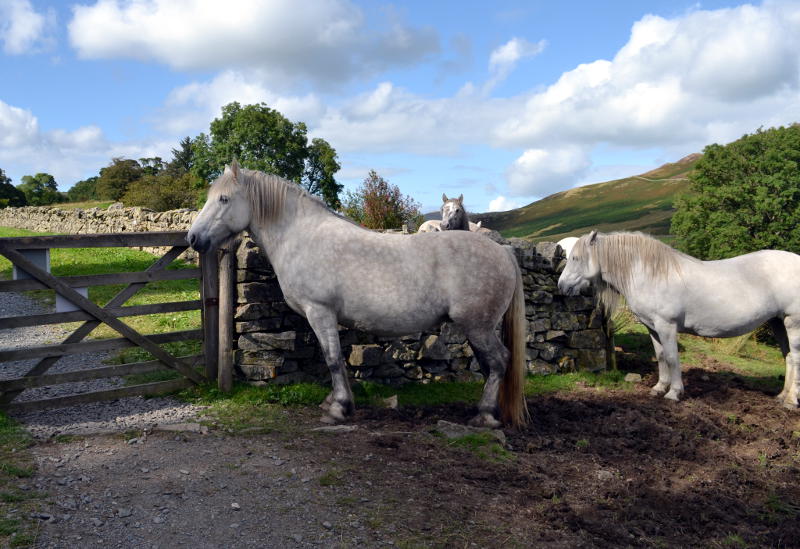 Horses by a gate in a field