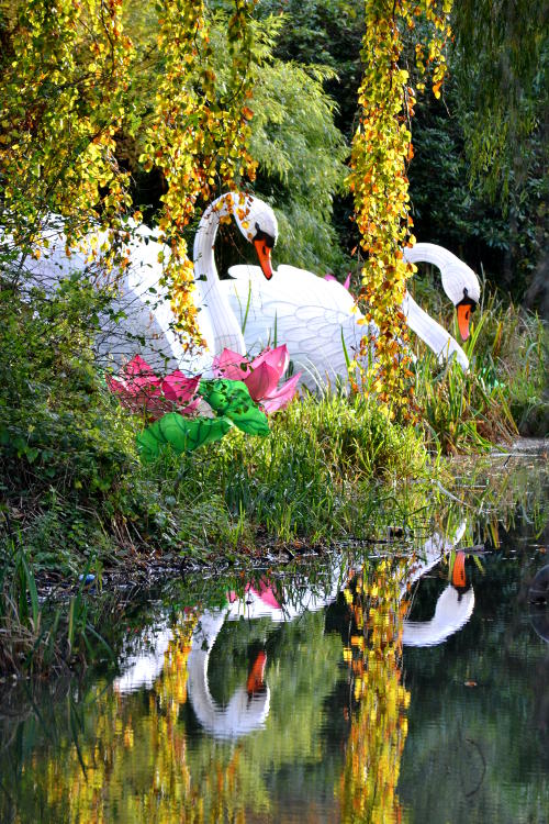 Giant model swans reflected in a pond