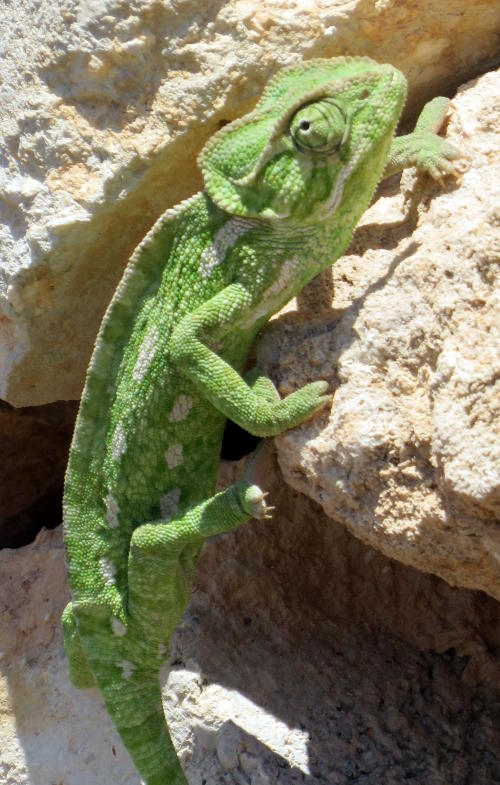 A green lizard climbing a wall