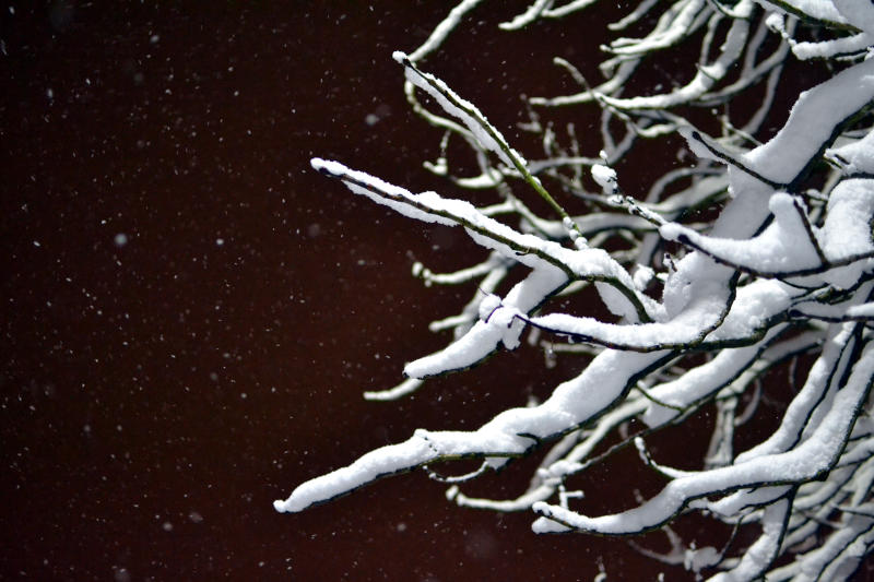 Snow falling on tree branches at night