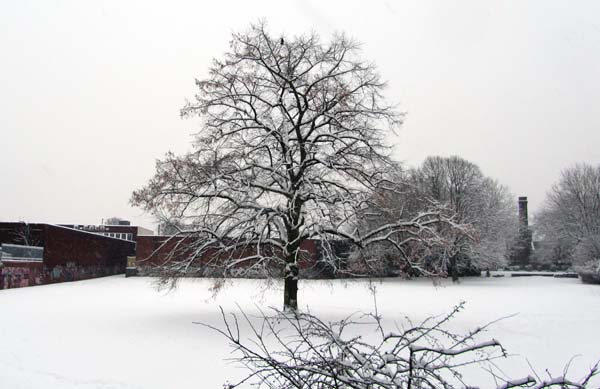 A tree surrounded by snow in the middle of Stirchley Park