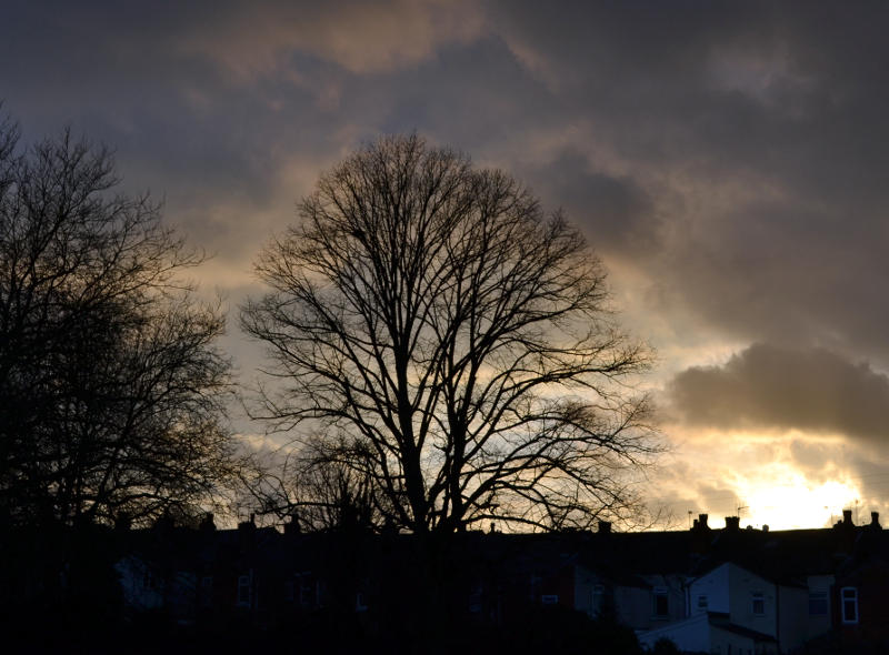 Tree against a dark sky in Stirchley Park