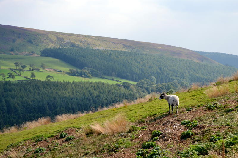 View from Hawnby Hill