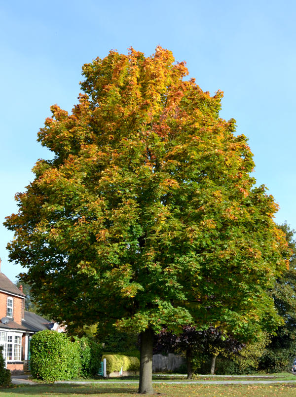 Autumn: Leaves on the turn on Pershore Road in Selly Park