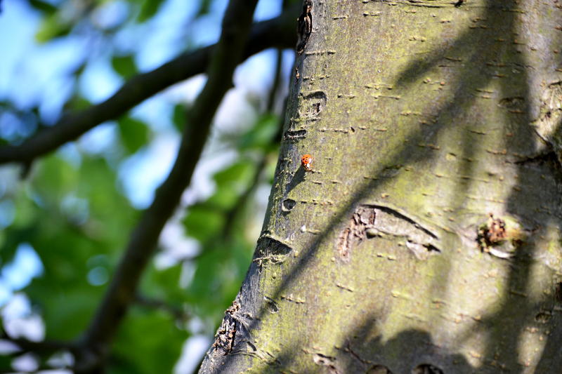 Ladybird in Stirchley Park