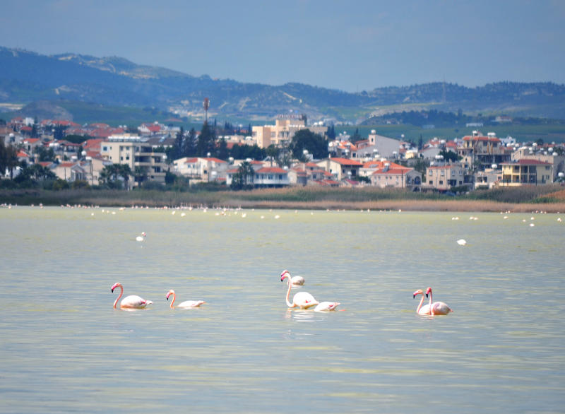 Flamingoes flying over the salt water lake at Larnaca