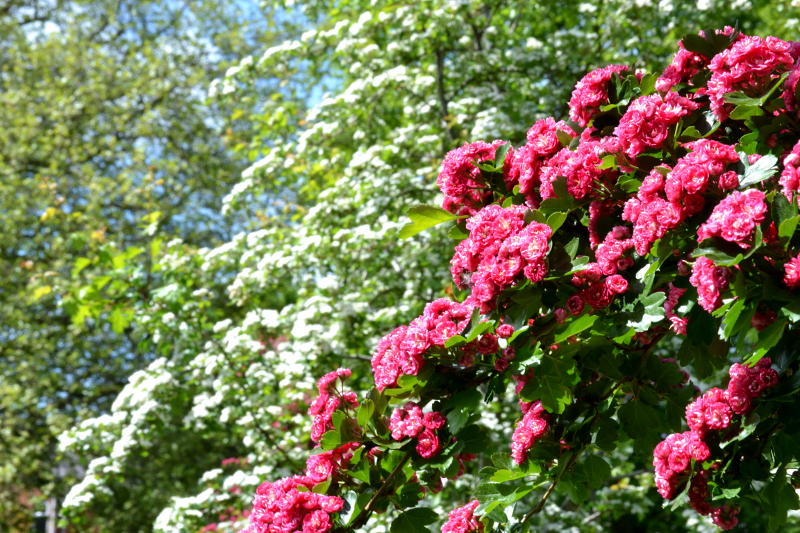 Colourful bushes in Stirchley Park