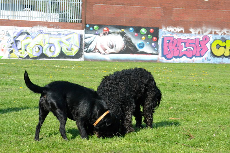 Dogs playing in Stirchley Park