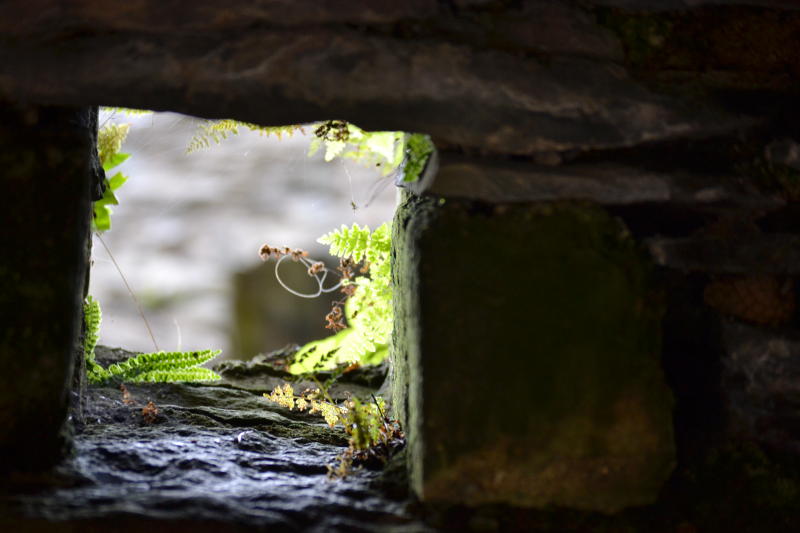 A hole in brickwork with ferns behind