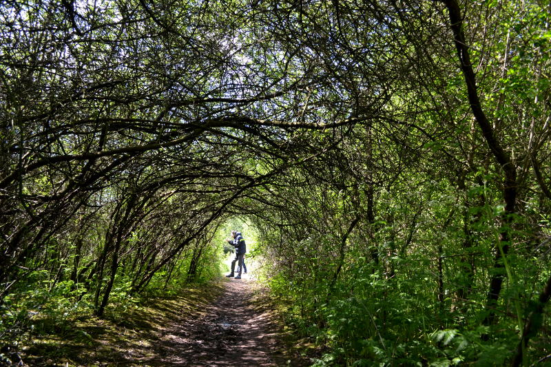 A tunnel of branches by the River Rea