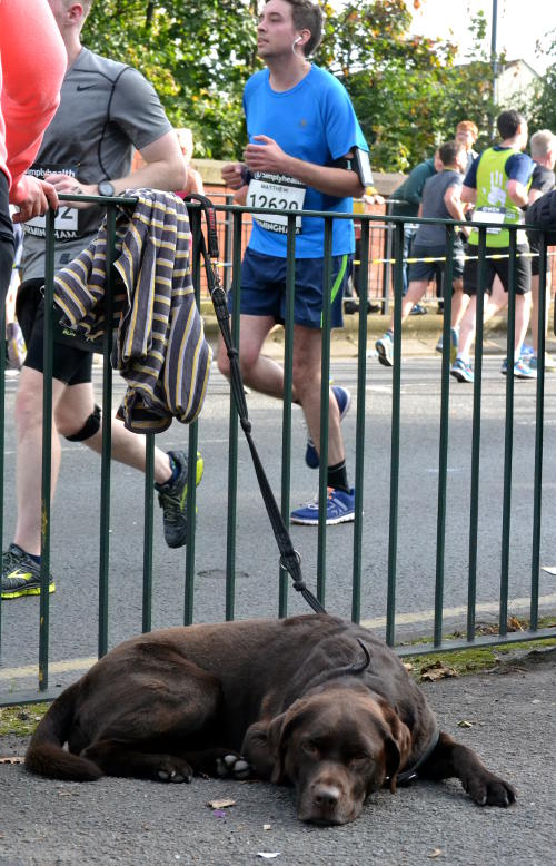 A dog lying on the pavement