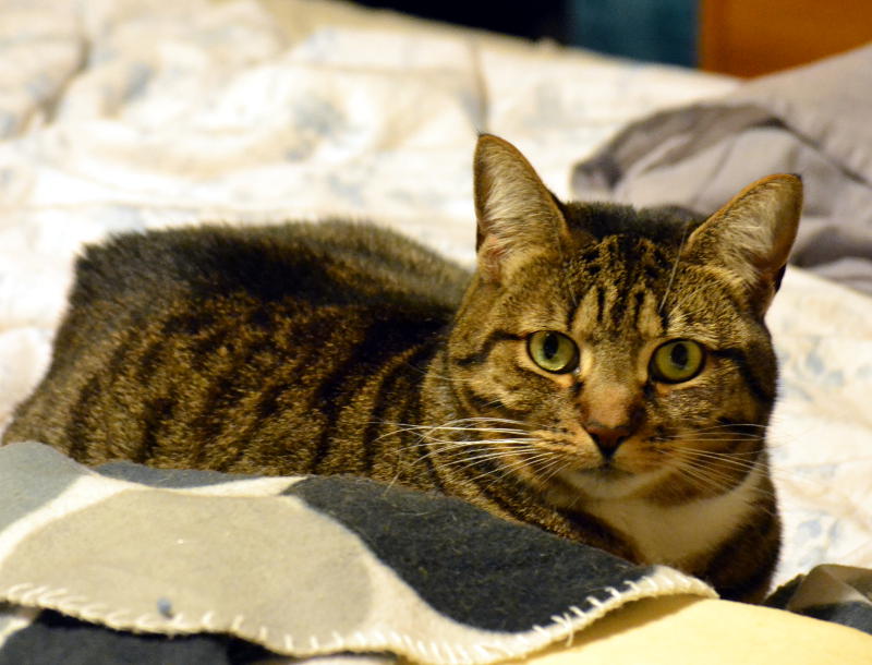 A cat sitting on a bed