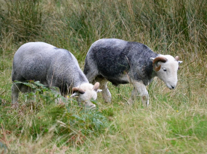 Herdwick sheep