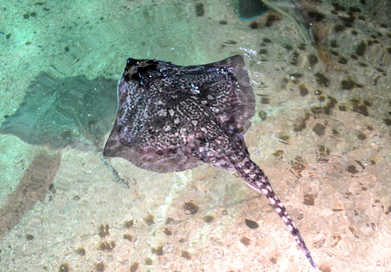 Flatfish at Maryport Aquarium