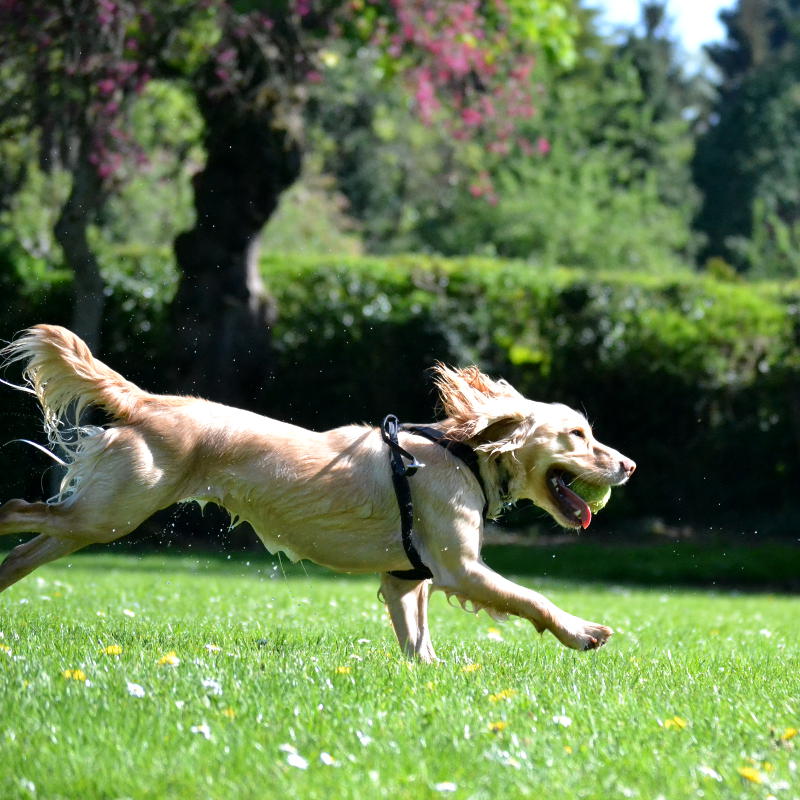 A dog running with a ball in its mouth