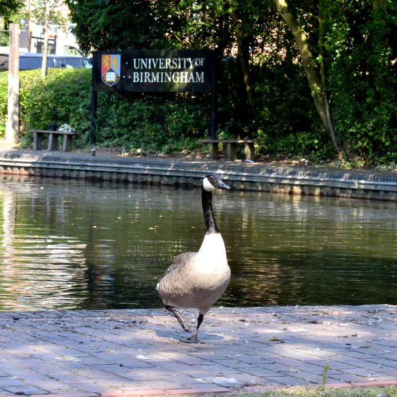 A goose with a University of Birmingham sign in the background