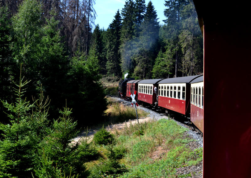 View along a steam train as it winds through a forest