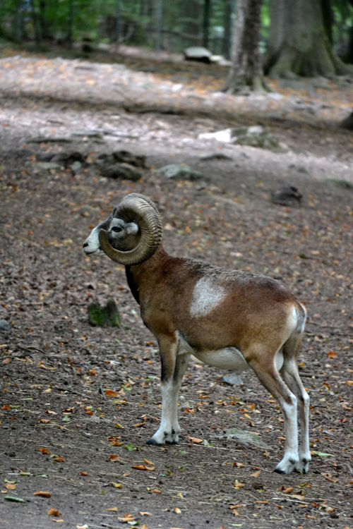 A wild sheep, with curved horns