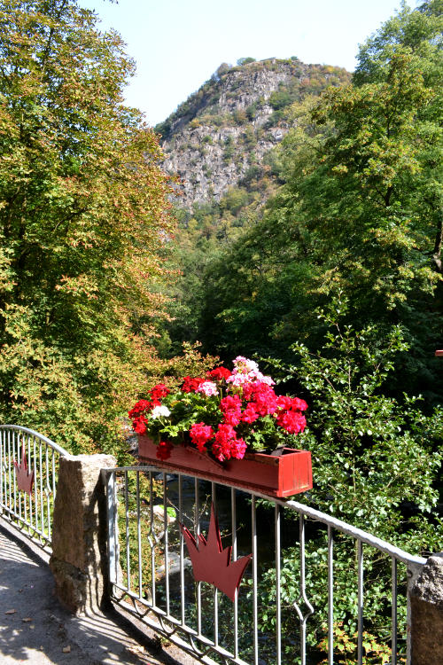 A flower box on a metal railing with a tree-lined gorge in the background