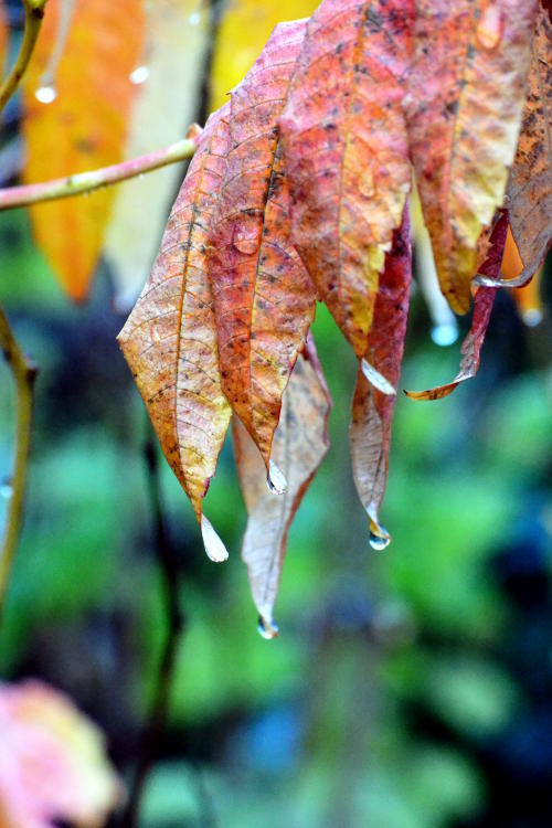 Raindrops on a golden leaf