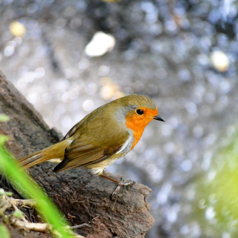 A robin on a log