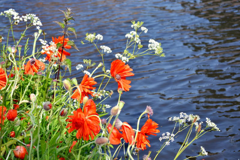 Poppies growing by the canal