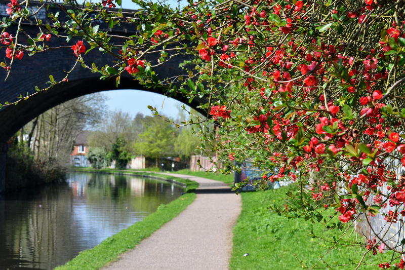 Red flowers on a bush with a canal bridge in the background