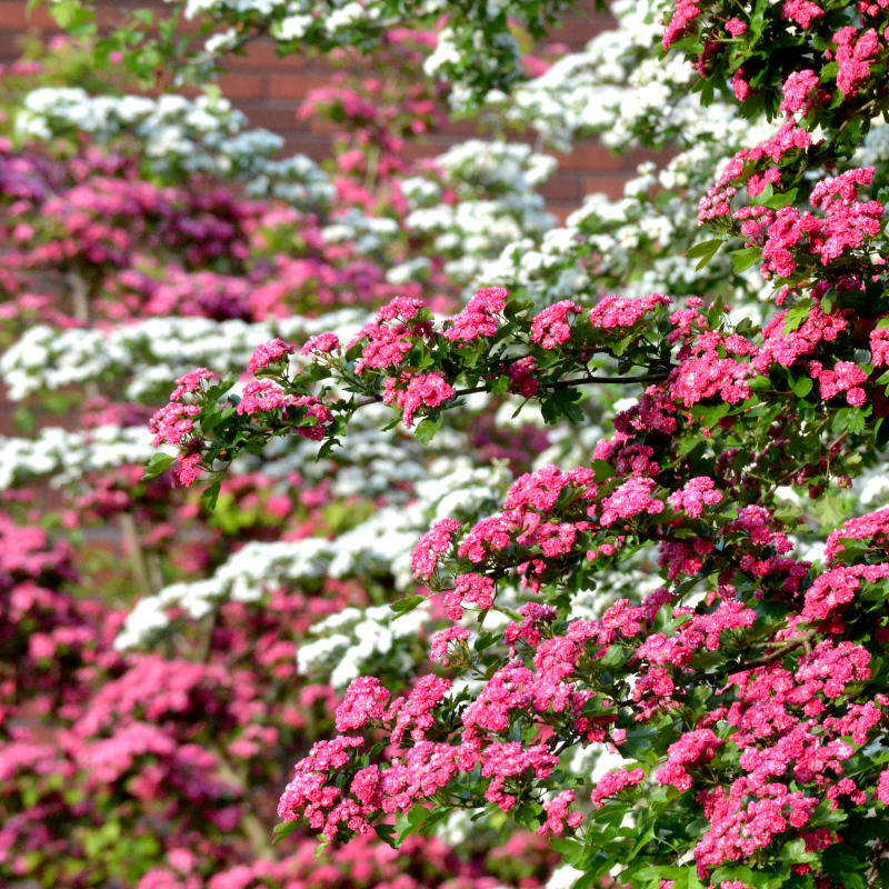 White, pink and red blossom