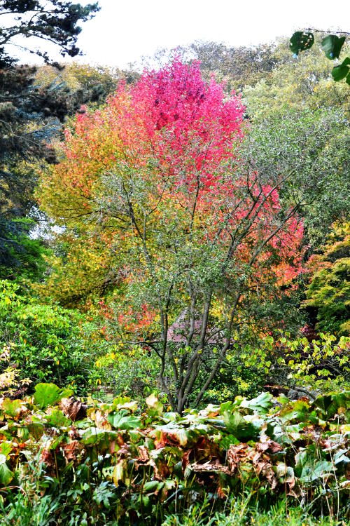 A tree with colours from green to fiery red