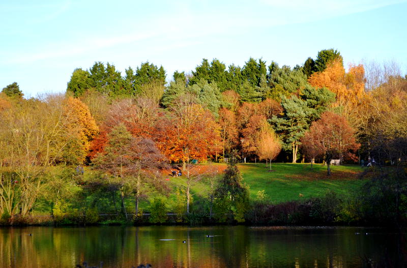 Autumn trees on the far bank of a lake