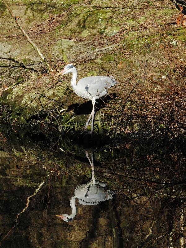 A heron stands on the far bank of the canal, reflected in the water