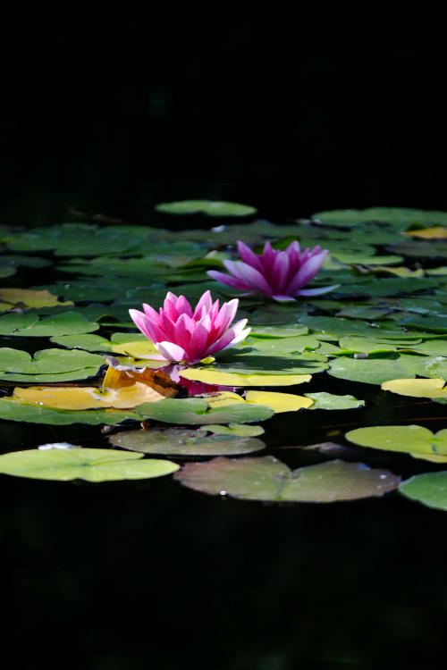 Pink lilies at Abbotsbury Gardens