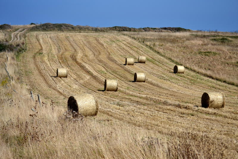 Hay bales in a field