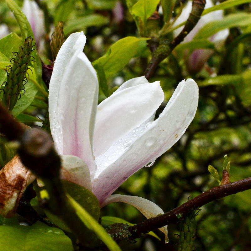 Spring flower with raindrops