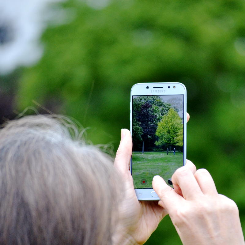 Photo of trees being taken on a mobile phone