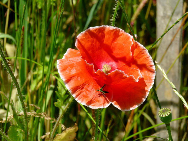 Wild poppy