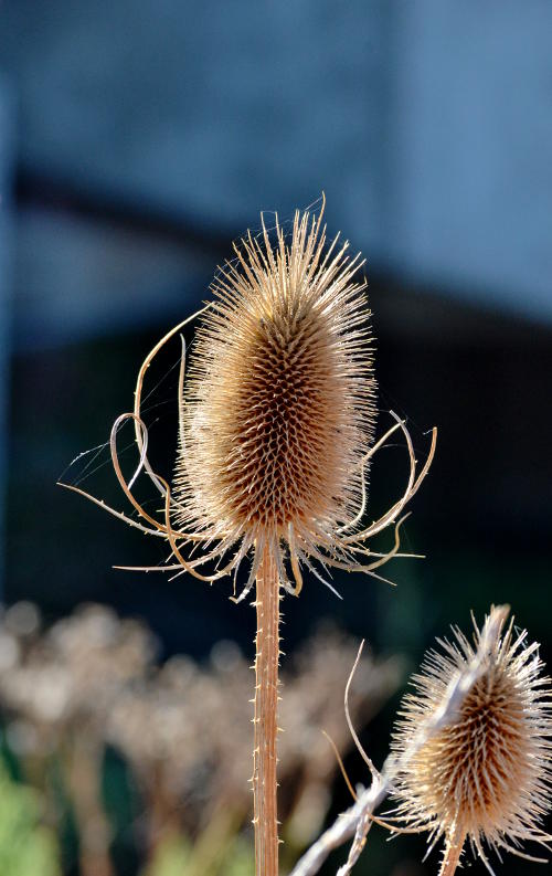 Cutleaf teasel