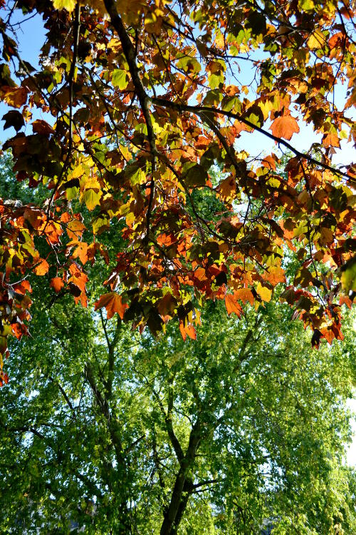 Golden autumn leaves with a green tree in the background